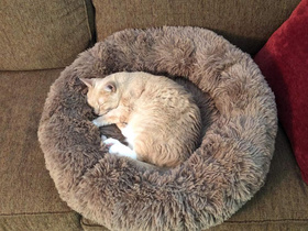 AG602S LEGOWISKO PIES KOT 100 CM BEŻOWE