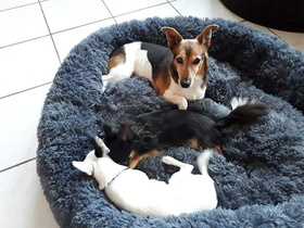 Miękkie legowisko dla psa i kota 57 cm – pluszowe, antypoślizgowe, pranie w pralce